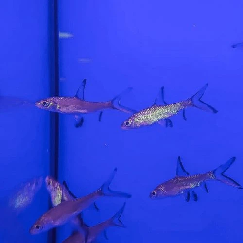 Silver Shark tropical fish for sale at Shirley Aquatics UK